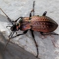 Carabus arvensis  H  gellaufk  fer W7 2