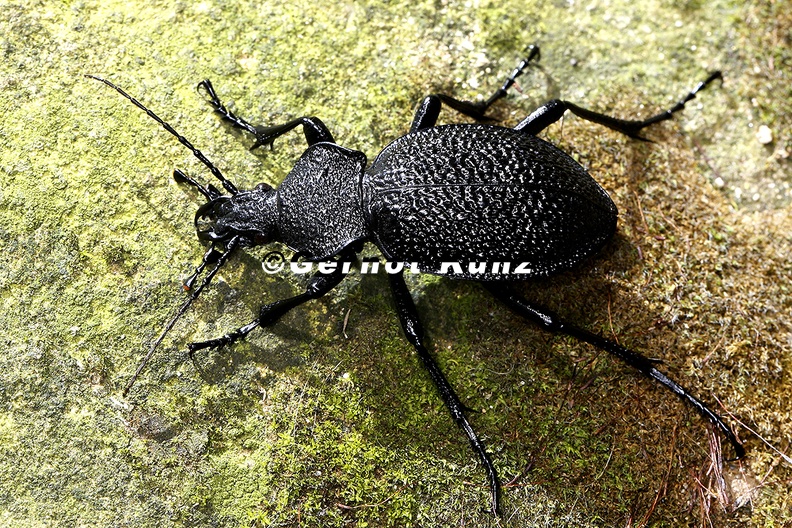 Procerus_gigas__Riesenlaufk__fer_1_2.jpg