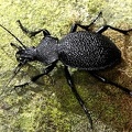 Procerus gigas  Riesenlaufk  fer 1 2