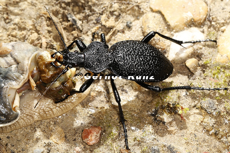 Procerus_gigas__Riesenlaufk__fer_2_2.jpg