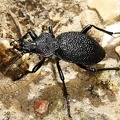 Procerus gigas  Riesenlaufk  fer 2 2