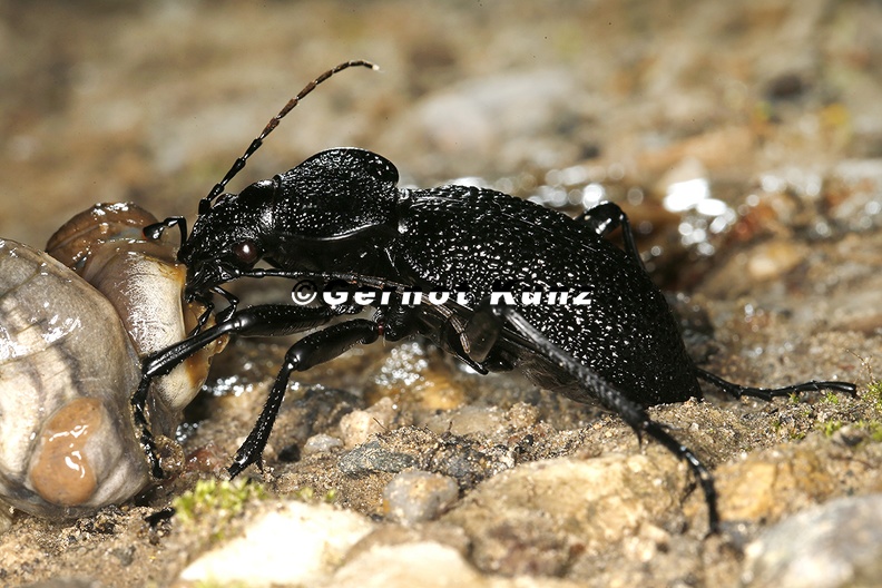 Procerus_gigas__Riesenlaufk__fer_3_2.jpg