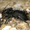 Procerus gigas  Riesenlaufk  fer 3 2