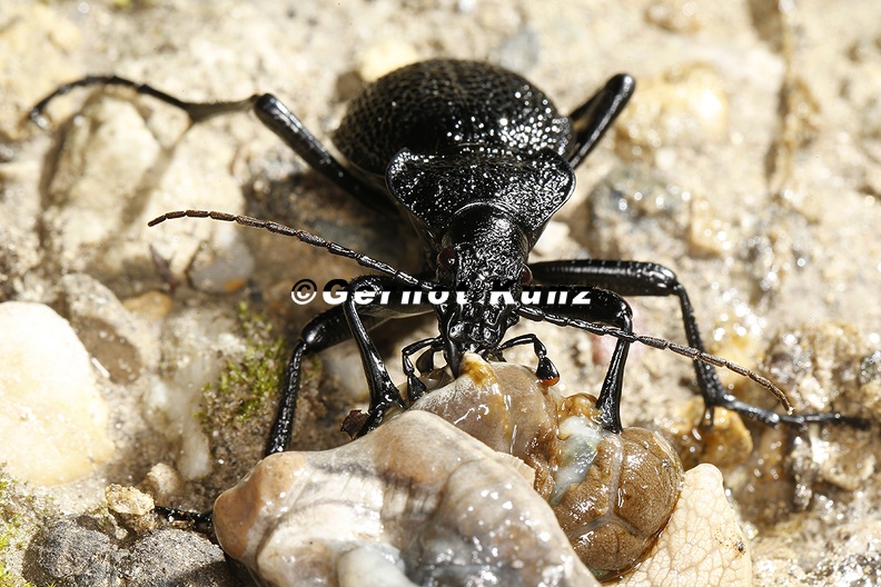 Procerus_gigas__Riesenlaufk__fer_4_2.jpg