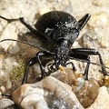 Procerus gigas  Riesenlaufk  fer 4 2