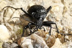 Procerus gigas  Riesenlaufk  fer 4 2