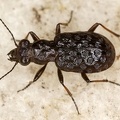 Elaphrus cupreus  Kupferfarbene Uferl  ufer 2 2