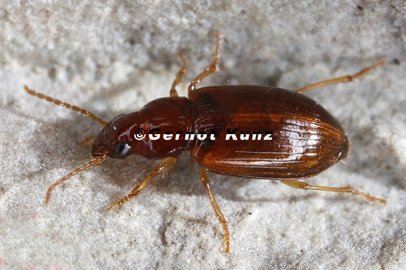 Bradycellus_verbasci__K__nigskerzen-Rundbauchl__ufer_9_2.jpg