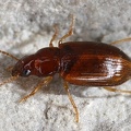 Bradycellus verbasci  K  nigskerzen-Rundbauchl  ufer 9 2
