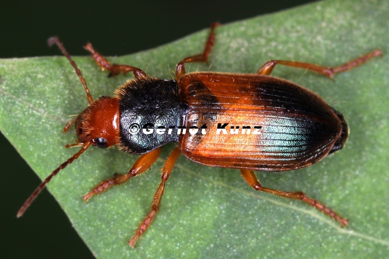 Diachromus_germanus_1_1.jpg