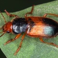 Diachromus germanus 1 1