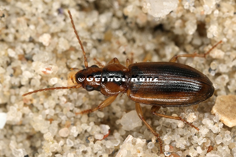 Dicheirotrichus_gustavii_1_2.jpg
