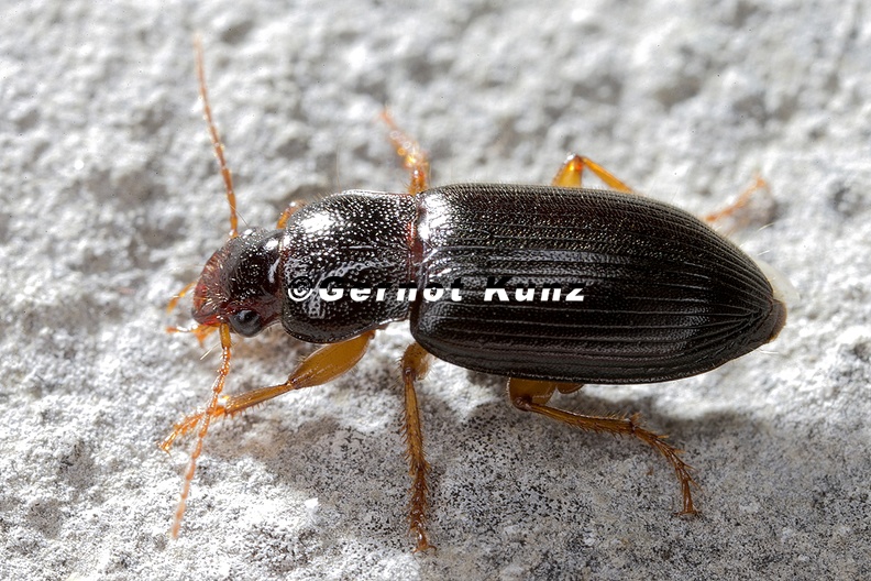 Ophonus_parallelus_7_2.jpg
