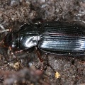 Trichotichnus laevicollis 8 2v