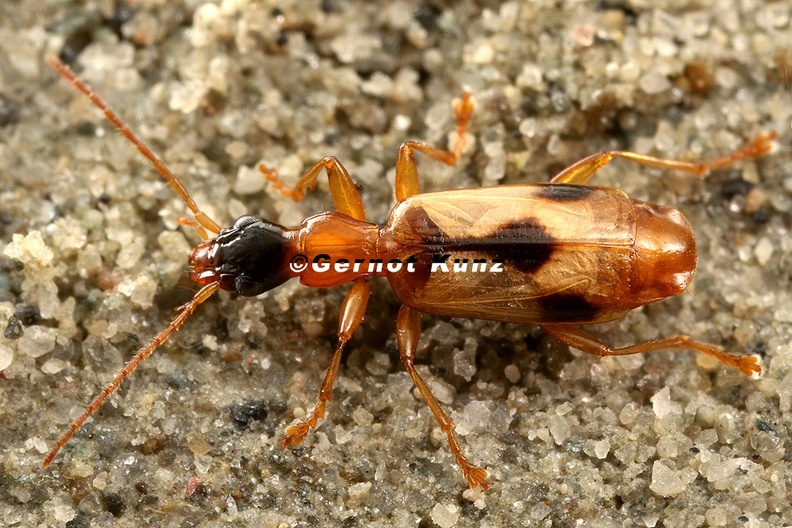 Demetrias_imperialis__Gefleckter_Halml__ufer_4_2.jpg