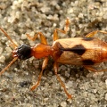 Demetrias imperialis  Gefleckter Halml  ufer 4 2