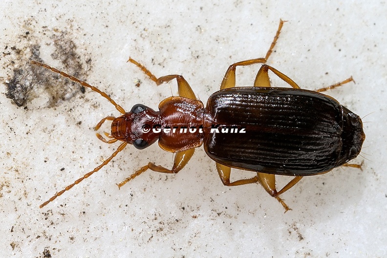 Dromius_agilis_6_2.jpg