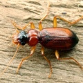 Leistus terminatus  Schwarzk  pfiger Bartl  ufer 1 2