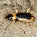 Nebria livida  Gelbrandiger Dammlaufk  fer 1 2