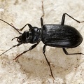 Nebria rufescens  Bergbach-Damml  ufer 9 2