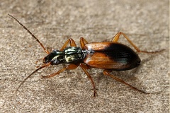 Anchomenus dorsalis  Bunter Enghalsl  ufer 3 2v