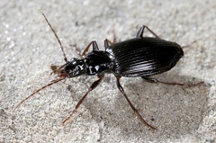 Limodromus assimilis 5 2