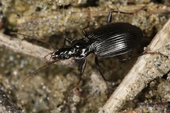 Limodromus assimilis  Schwarzer Enghalsk  fer  6 2
