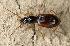 Oxypselaphus obscurus 7 2