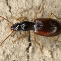 Oxypselaphus obscurus 7 2