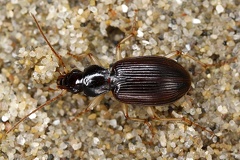 Paranchus albipes  5 2v