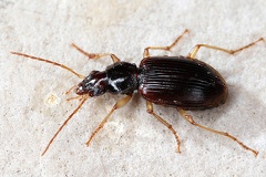 Paranchus albipes  Ufer-Enghalsl  ufer 1 2