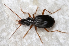 Platynus scrobiculatus 1 2