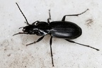 Pterostichus 1 2