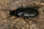 Pterostichus   morio validiusculus 8 2v