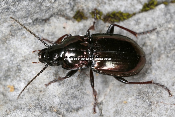 Pterostichus burmeisteri  Metallischer Grabk  fer 8 2