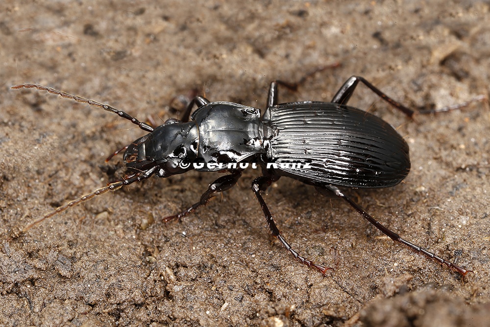 Pterostichus fasciatopunctatus  Geb  ndertpunktierter Grabk  fer 1 2
