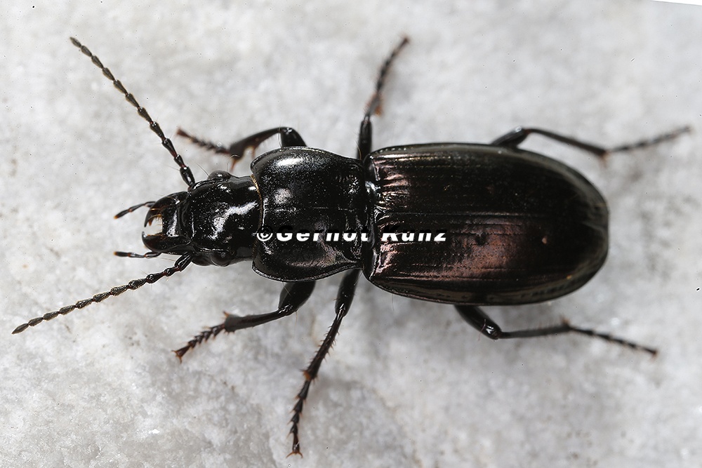 Pterostichus jurinei  Jurines Grabl  ufer 1 2