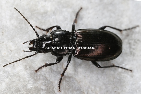 Pterostichus jurinei  Jurines Grabl  ufer 1 2
