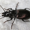 Pterostichus jurinei  Jurines Grabl  ufer 1 2