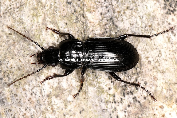 Pterostichus melas5 2