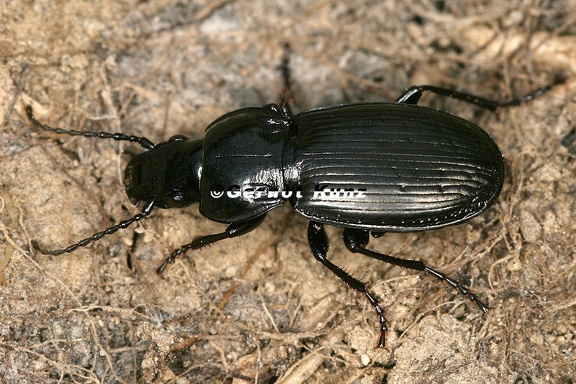 Pterostichus morio validiusculus 3 3