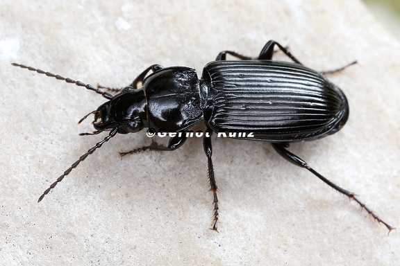 Pterostichus nigrita 1 2