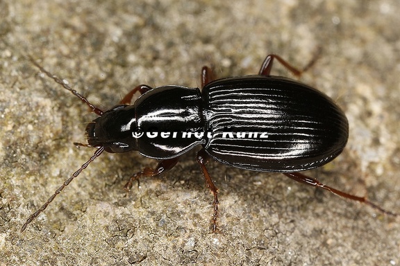 Pterostichus ovoideus  Flach  ugiger Grabl  ufer 1 2