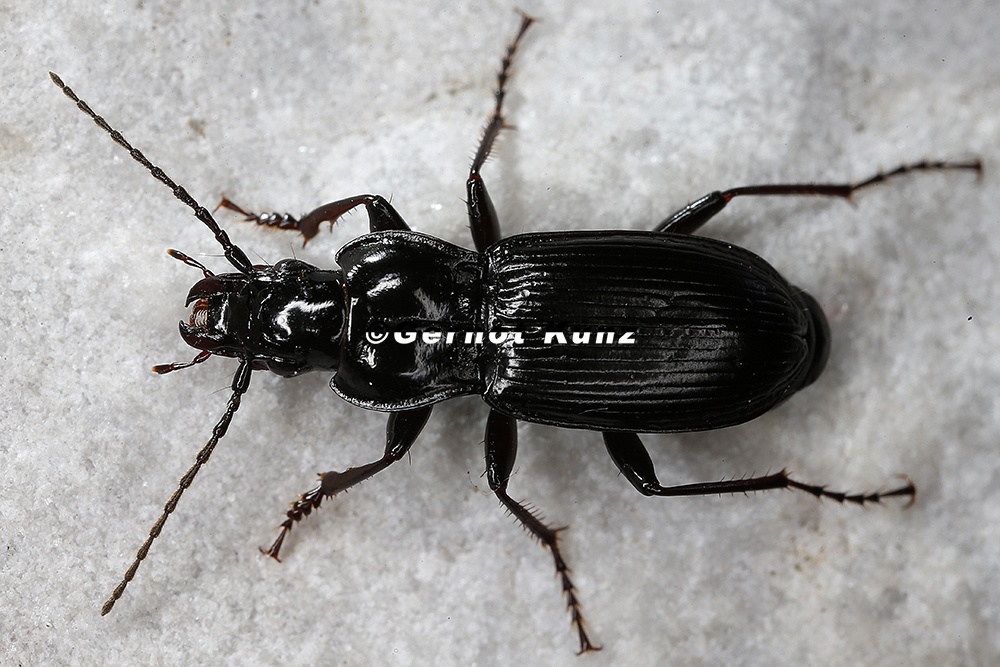 Pterostichus panzeri  Panzers Grabl  ufer 3 2