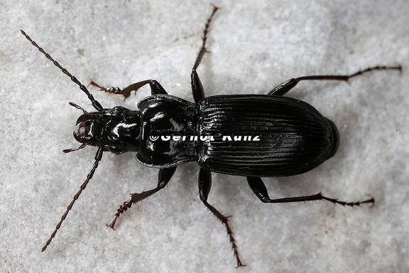 Pterostichus panzeri  Panzers Grabl  ufer 3 2