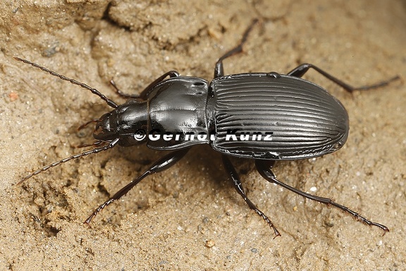 Pterostichus transversalis  Flacher Grabl  ufer W9 2