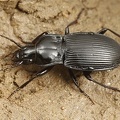 Pterostichus transversalis  Flacher Grabl  ufer W9 2