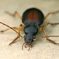 Dolichus halensis  Fluchtl  ufer 5 3