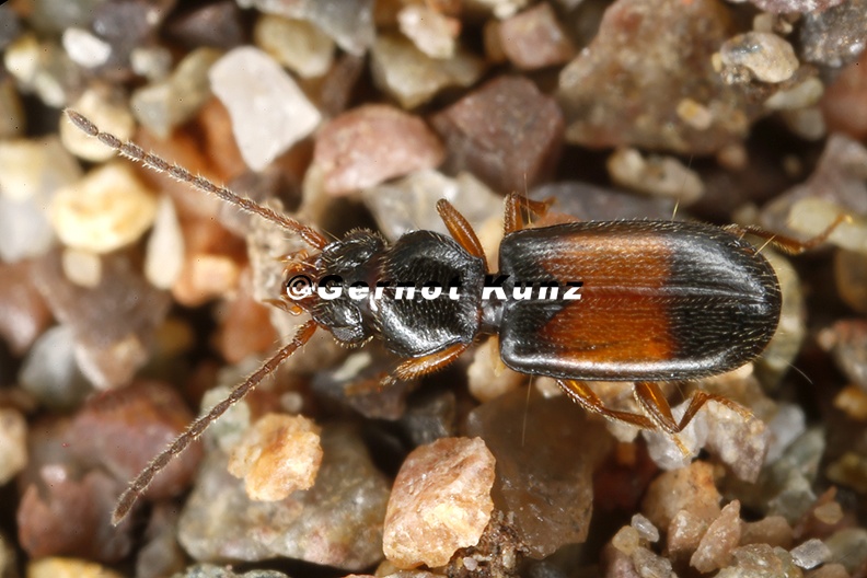 Perileptus_areolatus_2_2.jpg