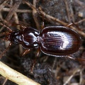 Trechus putzeysi 6 2v